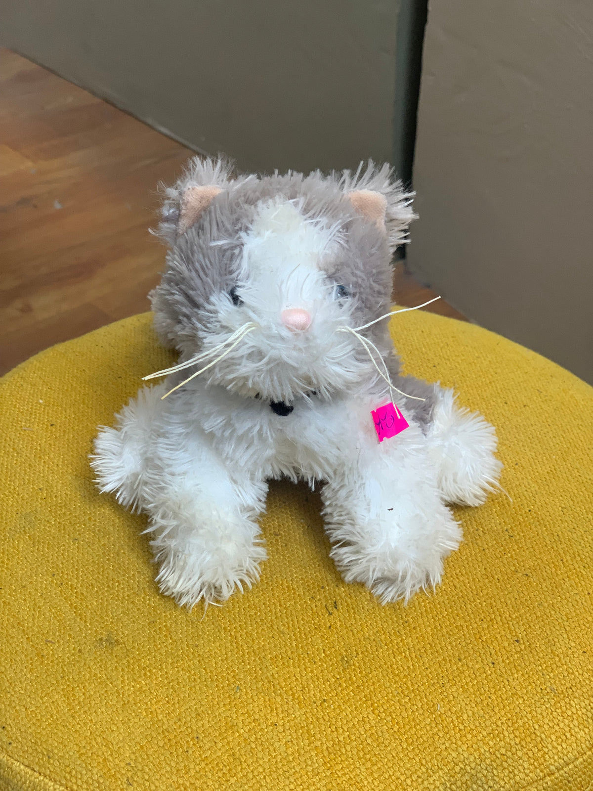 WHITE&GREY CAT